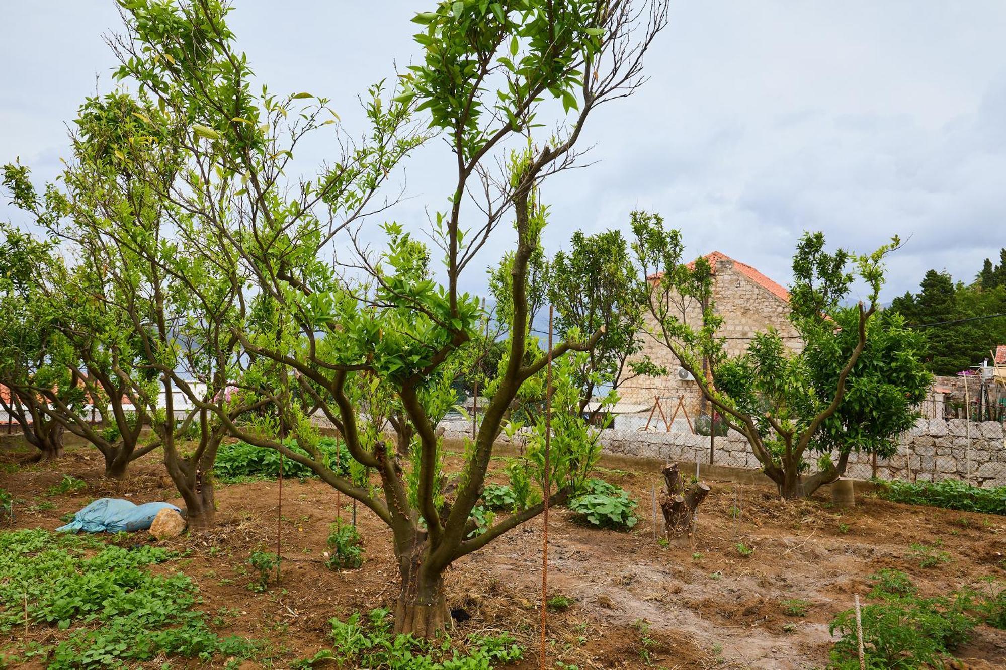 Appartamento Beloc House Lopud Island Esterno foto